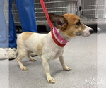 Small #1 Jack Russell Terrier Mix
