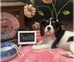 Small #4 Cavalier King Charles Spaniel