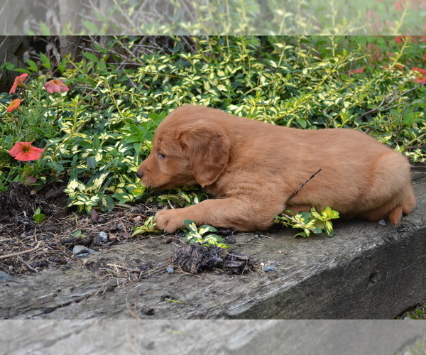 Medium Photo #4 Golden Retriever Puppy For Sale in GREENWOOD, WI, USA