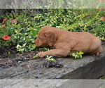 Small #3 Golden Retriever
