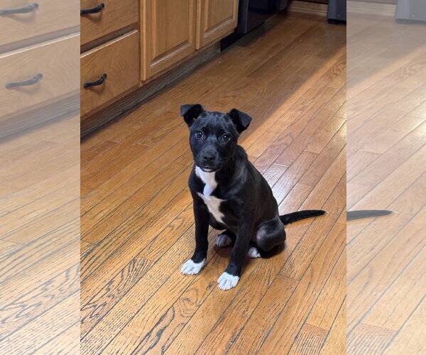 Medium Photo #1 Boxer-Dachshund Mix Puppy For Sale in Anchorage, AK, USA