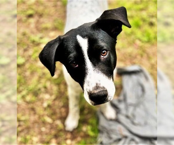 Medium Photo #3 Dalmatian-Unknown Mix Puppy For Sale in Godley, TX, USA