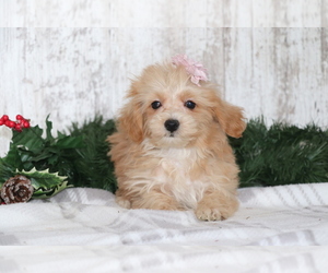 Maltipoo Puppy for sale in SHILOH, OH, USA