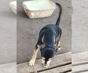 Labrador Retriever-Unknown Mix Dogs for adoption in San Antonio, TX, USA