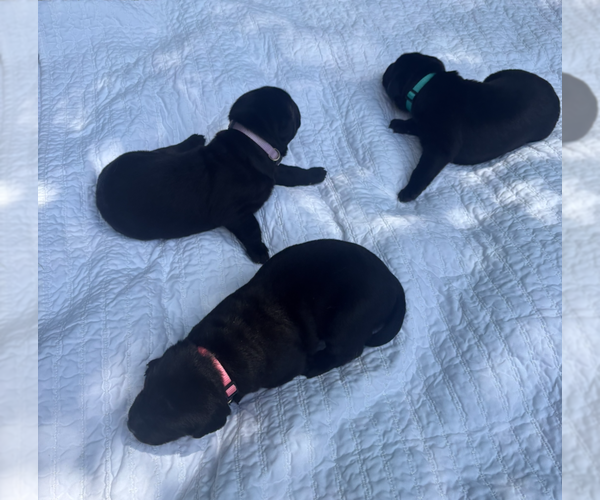 Medium Photo #4 Labrador Retriever Puppy For Sale in EDMOND, OK, USA