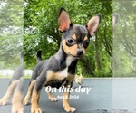 Small #8 Chihuahua