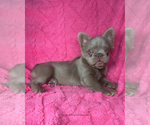 Small #1 French Bulldog