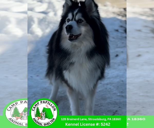 Medium Photo #2 Pomsky Puppy For Sale in Stroudsburg, PA, USA