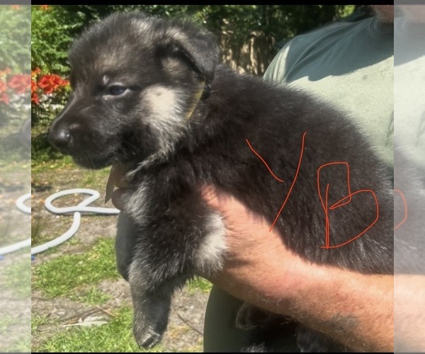 Medium Photo #9 German Shepherd Dog Puppy For Sale in SWANSBORO, NC, USA