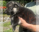 Small #8 German Shepherd Dog
