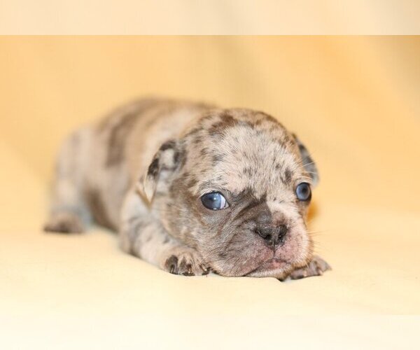 Medium Photo #1 French Bulldog Puppy For Sale in FAIRFAX, VA, USA