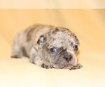 Small Photo #1 French Bulldog Puppy For Sale in FAIRFAX, VA, USA