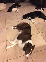 Mother of the Border Collie puppies born on 07/22/2018