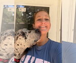 Small #1 Great Dane