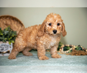 Medium Cavapoo