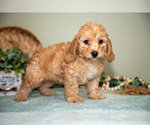 Puppy Glenda Cavapoo