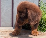 Small #6 Dachshund