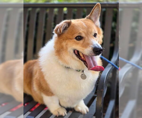 Medium Photo #3 Mutt Puppy For Sale in Chino Hills, CA, USA