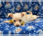 Small Photo #9 Chipin Puppy For Sale in LAKELAND, FL, USA