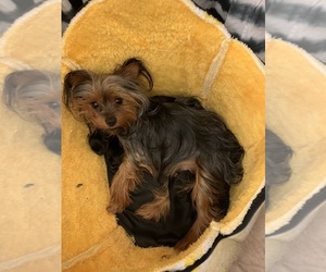Mother of the Yorkshire Terrier puppies born on 08/21/2022