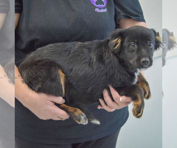 Medium Photo #2 Border-Aussie Puppy For Sale in Huntley, IL, USA