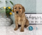 Small #2 Golden Retriever