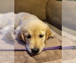 Small Photo #2 Golden Retriever Puppy For Sale in CARLTON, GA, USA
