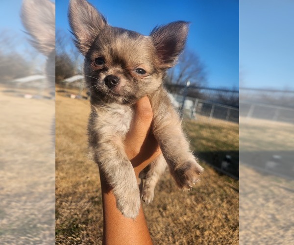 Medium Photo #8 Chihuahua Puppy For Sale in BURLESON, TX, USA