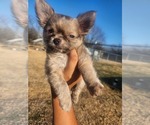 Small #7 Chihuahua