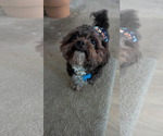 Small #6 Shih Tzu Mix