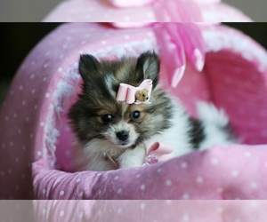 Pomeranian Puppy for sale in TAMPA, FL, USA