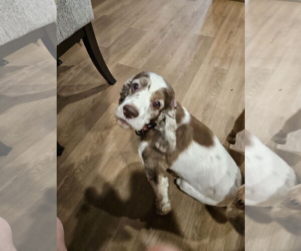 Medium Photo #2 Cocker Spaniel-Unknown Mix Puppy For Sale in Farmington, MN, USA