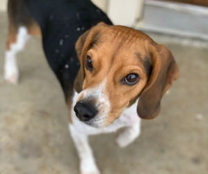 Beagle Puppy for sale in FORT WORTH, TX, USA