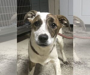 Medium Border Collie Mix