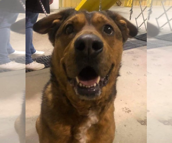 Medium Photo #15 American Staffordshire Terrier Puppy For Sale in Westminster, MD, USA