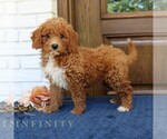 Small Goldendoodle (Miniature)