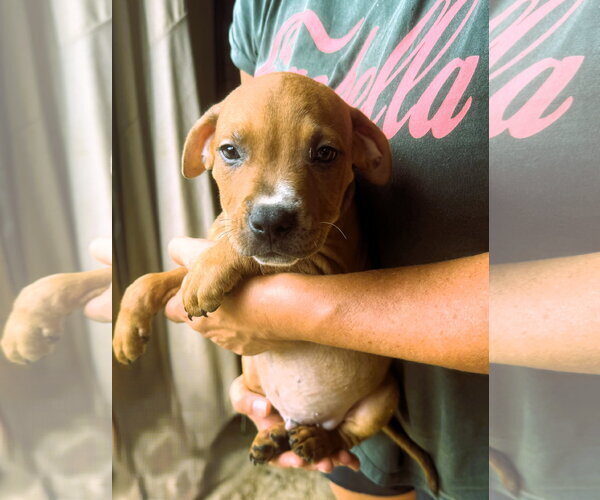 Medium Photo #2 Mutt Puppy For Sale in Jackson, MS, USA