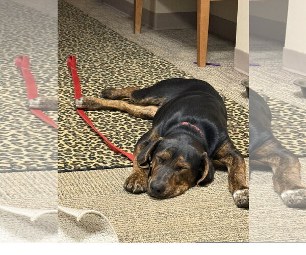 Medium Photo #3 Mutt Puppy For Sale in Tracy City, TN, USA