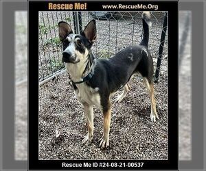 Catahoula Leopard Dog-German Shepherd Dog Mix Dogs for adoption in Benton, PA, USA