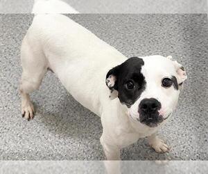 Mutt Dogs for adoption in Houston, TX, USA