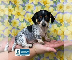 Dachshund Puppy for sale in WINNSBORO, LA, USA