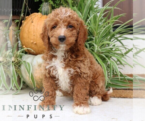 Medium Photo #1 Cavapoo Puppy For Sale in NARVON, PA, USA