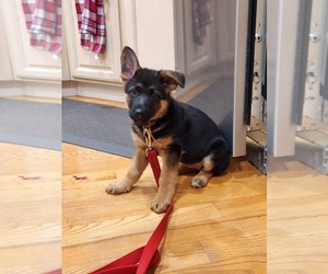 German Shepherd Dog Puppy for sale in LAWRENCEBURG, KY, USA