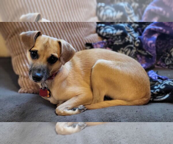 Medium Photo #3 Chihuahua-Unknown Mix Puppy For Sale in New London, WI, USA