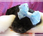 Small Photo #2 ShihPoo Puppy For Sale in DONGOLA, IL, USA