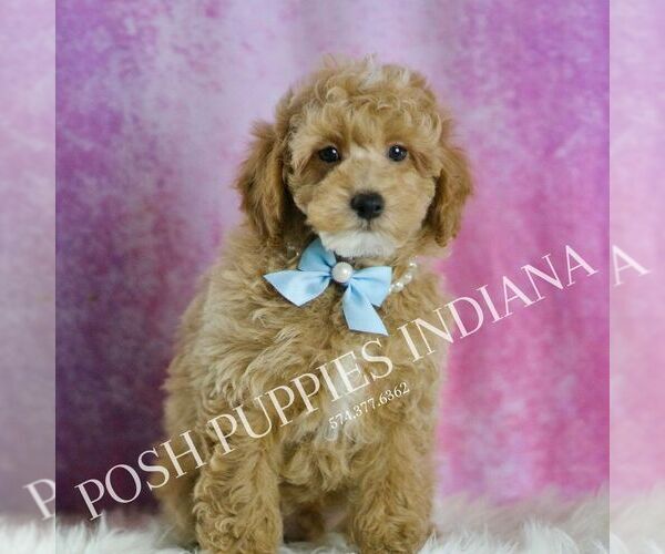 Medium Photo #99 Poodle (Toy) Puppy For Sale in WARSAW, IN, USA