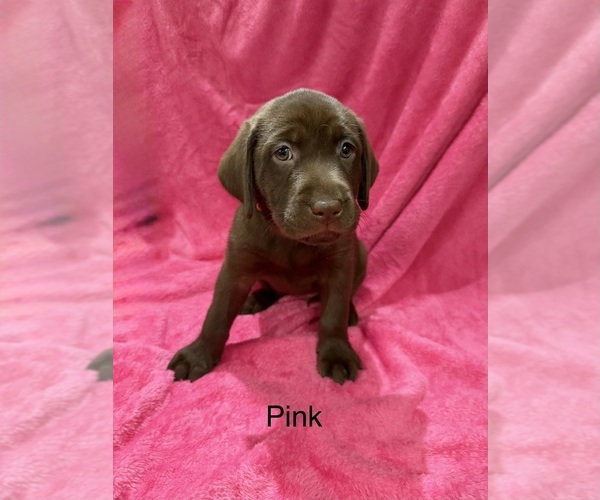 Medium Photo #1 Labrador Retriever Puppy For Sale in LAKEWOOD RANCH, FL, USA