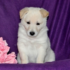 German Shepherd Dog Puppy for sale in PORT DEPOSIT, MD, USA
