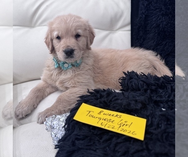 Medium Photo #2 Golden Retriever Puppy For Sale in ORLANDO, FL, USA