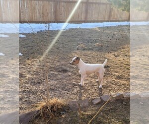Jack Russell Terrier Puppy for sale in IDAHO FALLS, ID, USA
